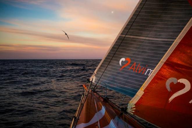 Onboard Team Alvimedica - A lone albatross leads the way north during a beautiful South Atlantic sunset,with the moon rising in the distance - Leg five to Itajai -  Volvo Ocean Race 2015 ©  Amory Ross / Team Alvimedica